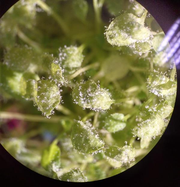 RUVID UJI Planta infectada con un oídio que se llama Hyaloperonospora arabidopsidis 02
